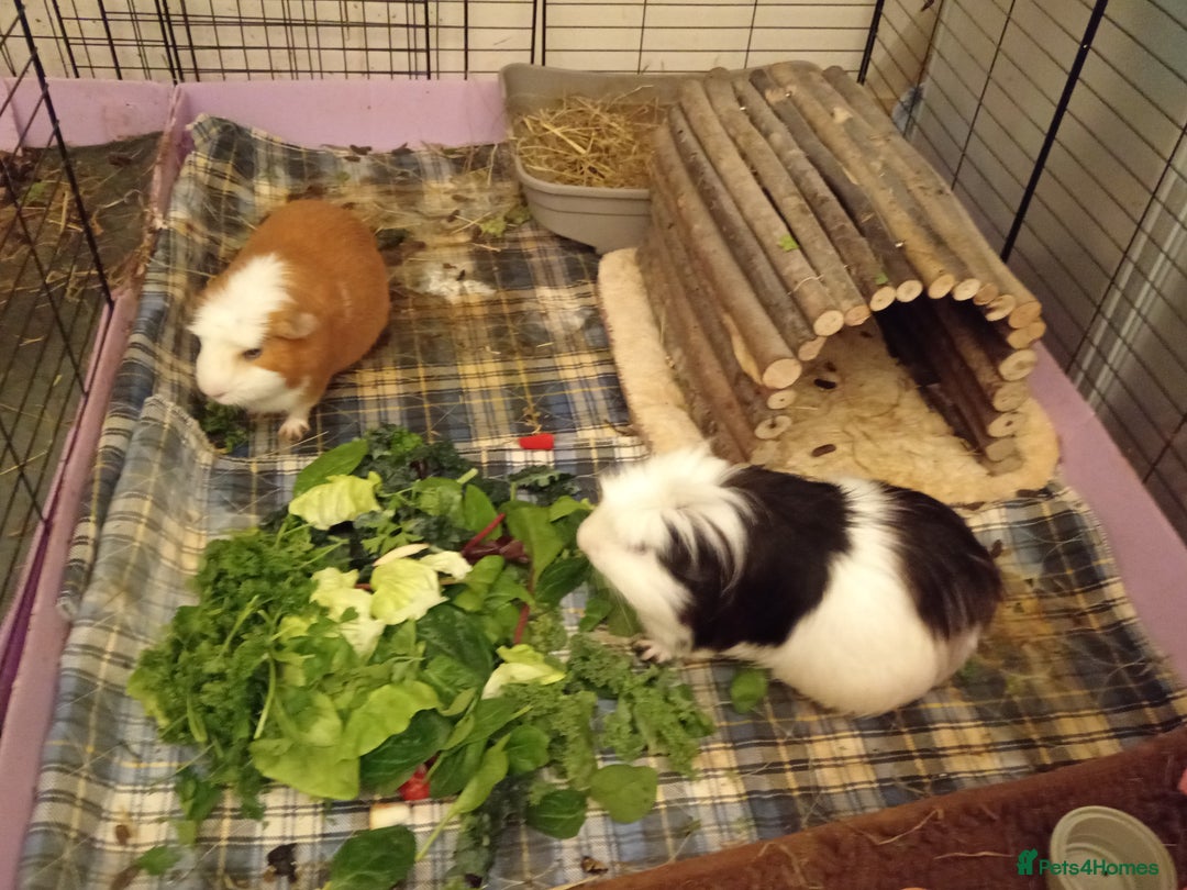 Guinea Pig rodents for sale: Two male Guinea Pig (2 years old)  - Image 2