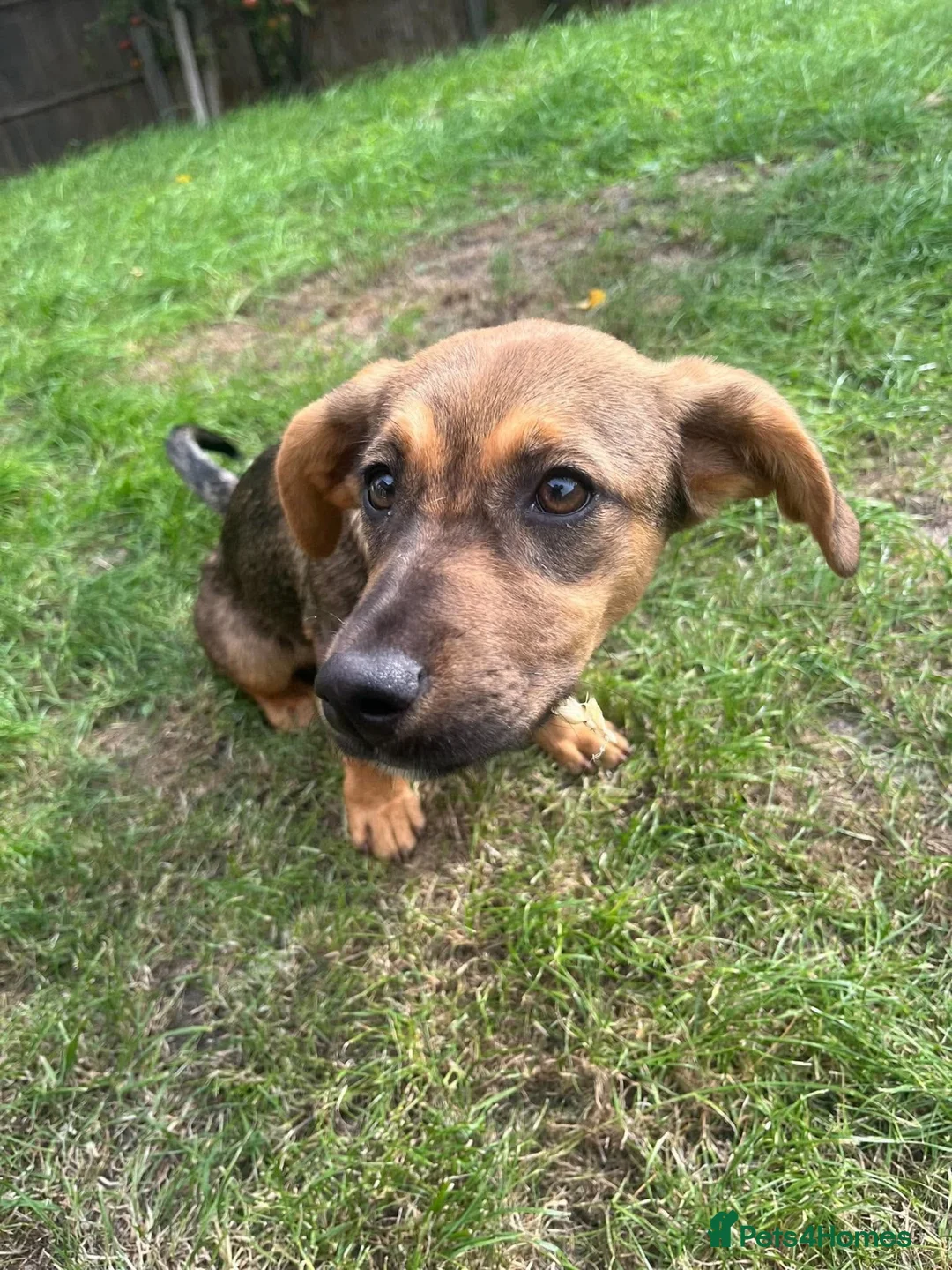 Mixed Breed dogs for adoption: Gorgeous little Heidi - Advert 2