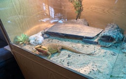 Bearded Dragon reptiles for sale: Bearded Dragon - Image 3