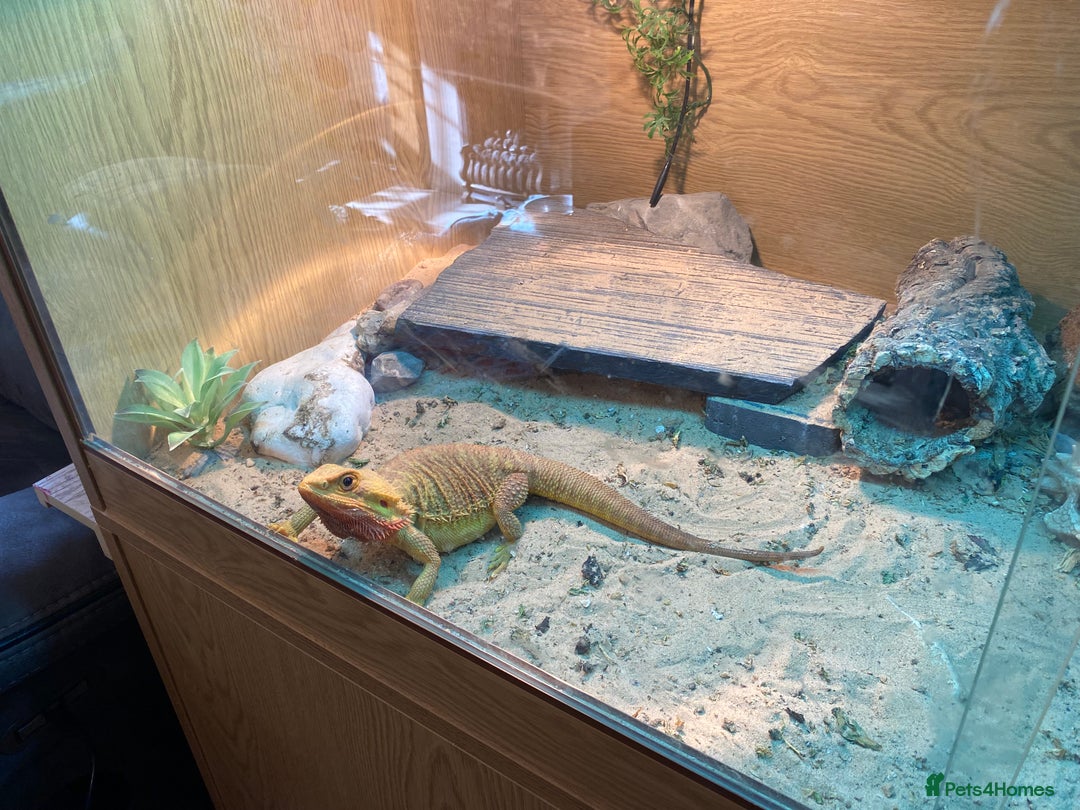 Bearded Dragon reptiles for sale: Bearded Dragon - Image 3