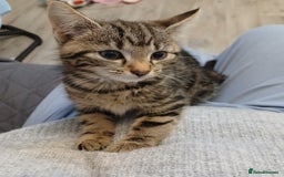 Mixed Breed cats for sale: Last kitten of litter  - Image 4