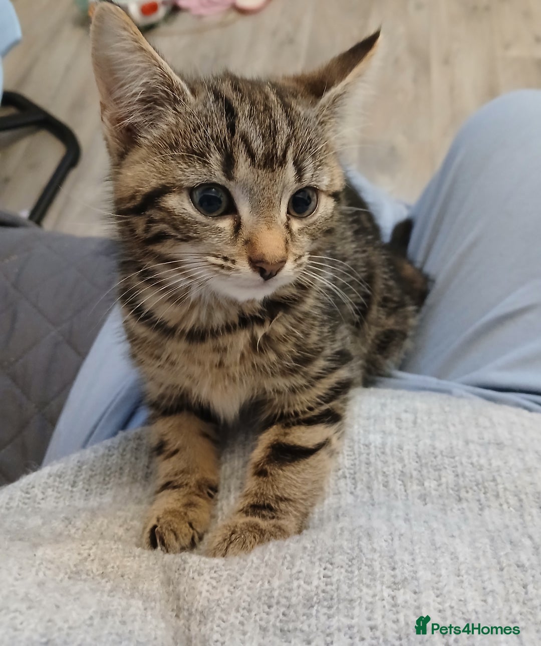 Mixed Breed cats for sale: Last kitten of litter  - Image 4