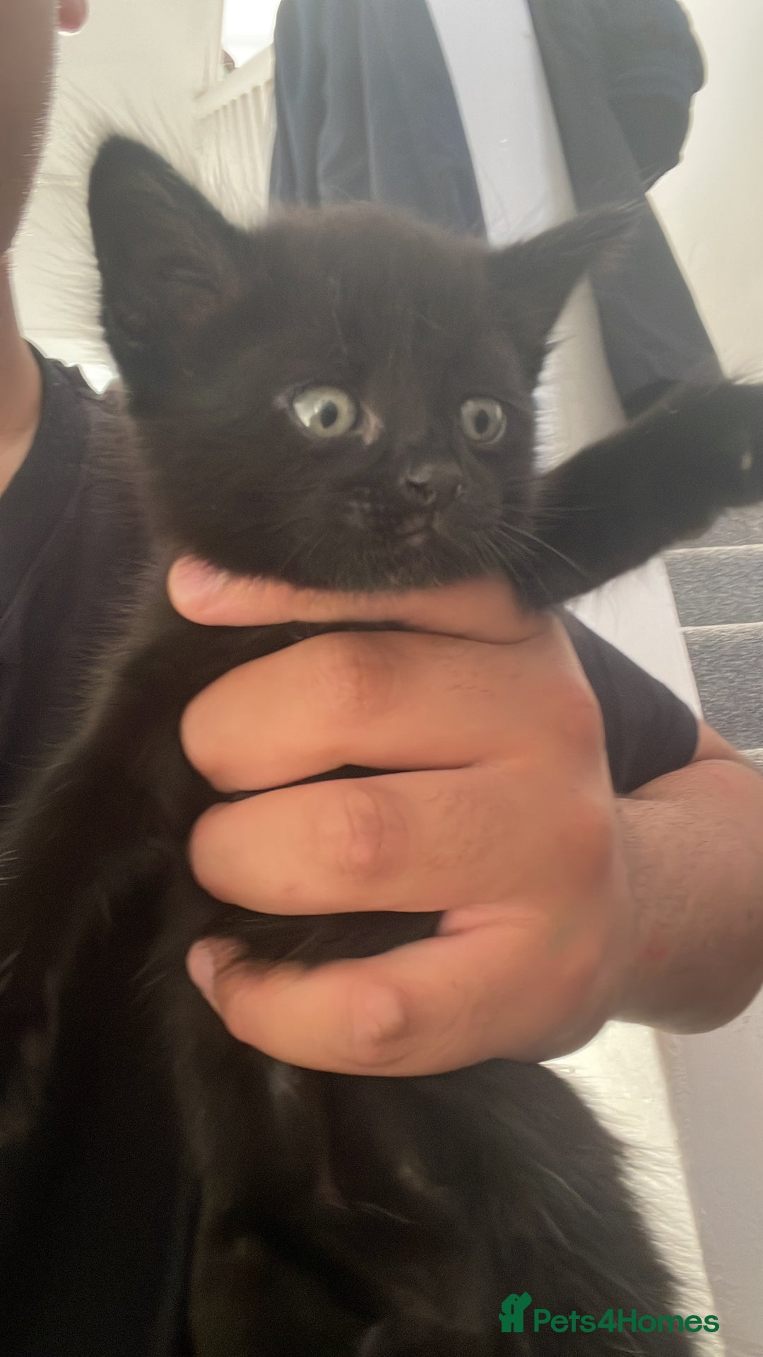British Shorthair cats for sale: 3 British short hair polydactyl cats. - Image 4
