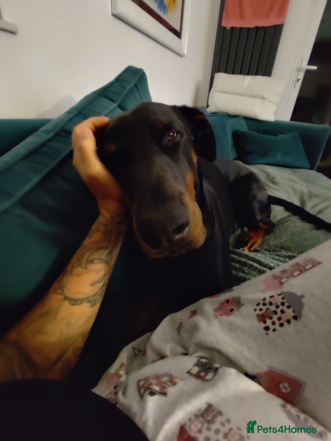 Dobermann dogs for sale: 4 year old Male Doberman looking for forever home - Image 4