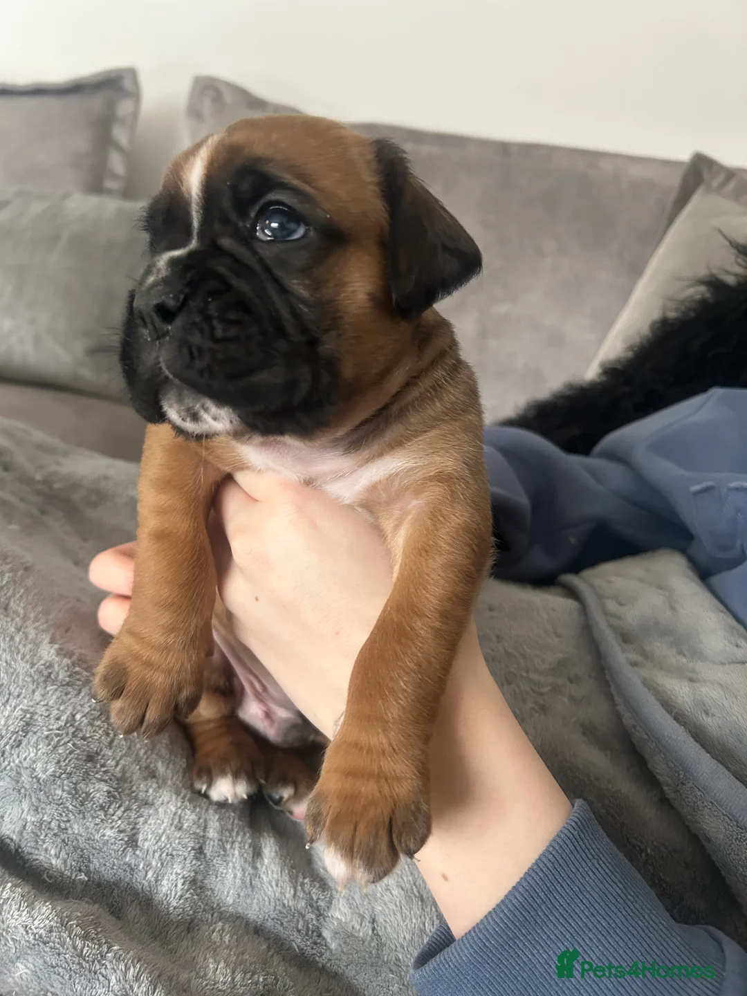 Boxer dogs for sale: Exceptional Litter - World Champion Bloodline  - Advert 15