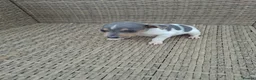 Jack Russell dogs for sale: Jack russell pup - Advert 3