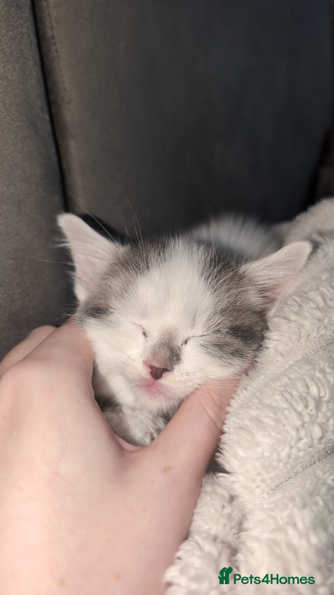 Mixed Breed cats for sale: Beautiful female kitten🐾 - Advert 3