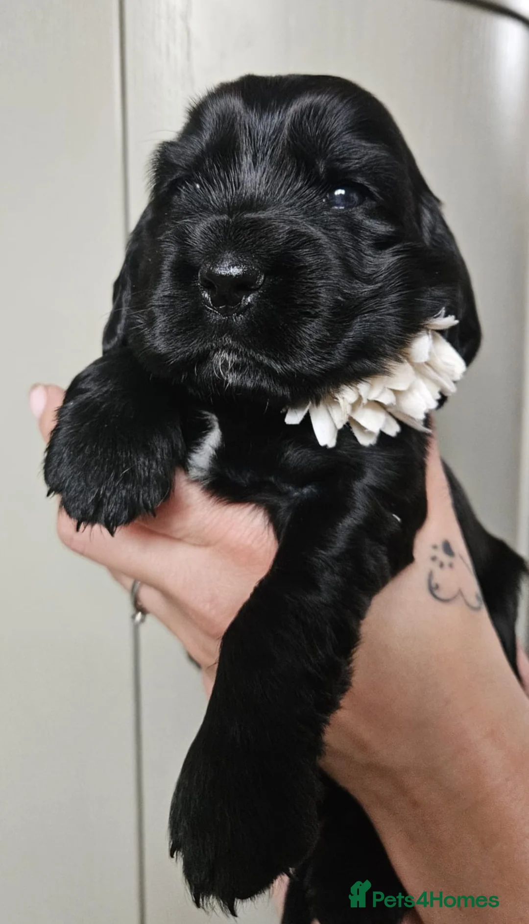 Cocker Spaniel dogs for sale: Show type Simbawood Cocker spaniel puppies  - Advert 12