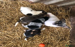 Jack Russell dogs for sale: Jack Russell puppies - Image 22