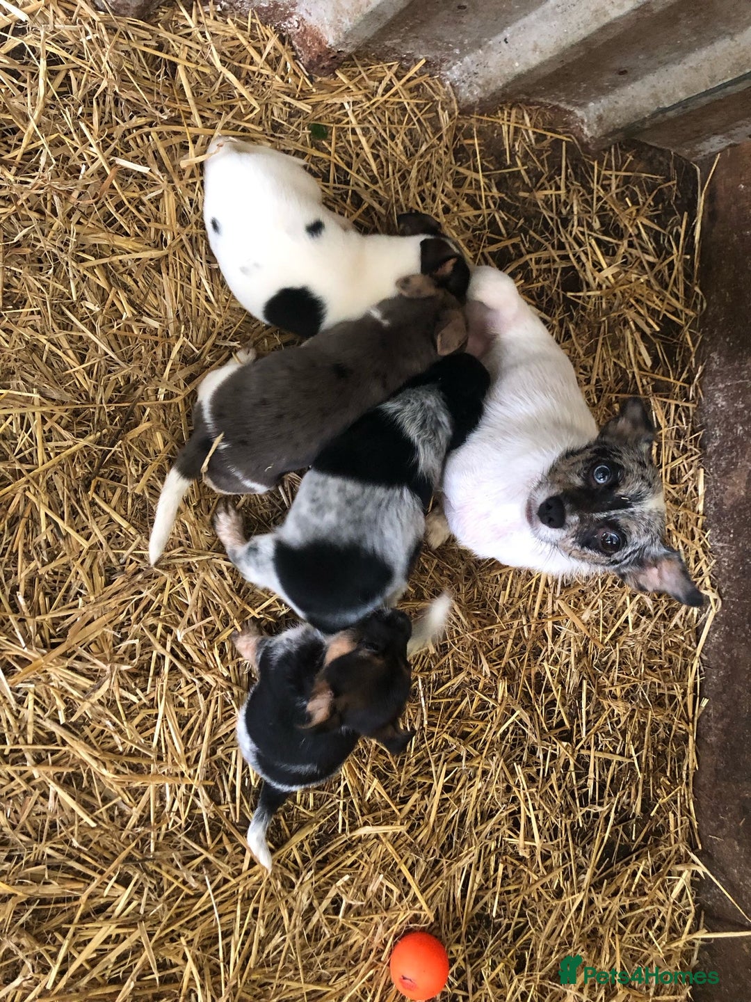 Jack Russell dogs for sale: Jack Russell puppies - Image 22
