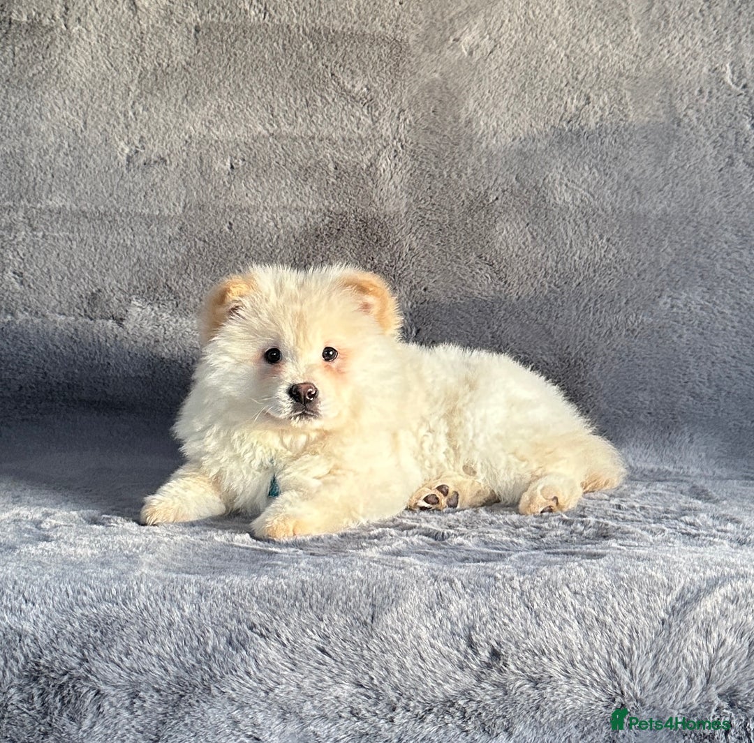 Siberian Husky dogs for sale: Stunning exotic colour chowsky puppies for sale  - Image 20
