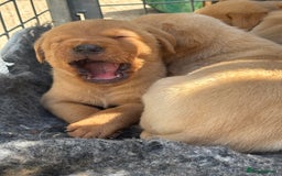 Labrador Retriever dogs for sale: 8 Kennel club reg  health tested chunky Labradors  - Image 5