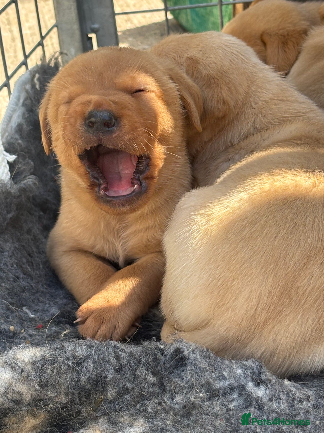 Labrador Retriever dogs for sale: 8 Kennel club reg  health tested chunky Labradors  - Image 5