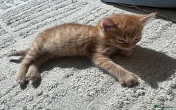 British Shorthair cats for sale: 1 ginger girl ready to go  - Image 6