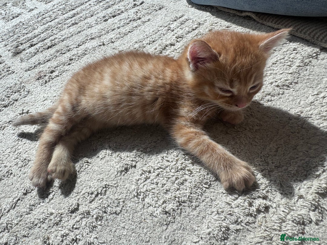 British Shorthair cats for sale: 1 ginger girl ready to go  - Image 6