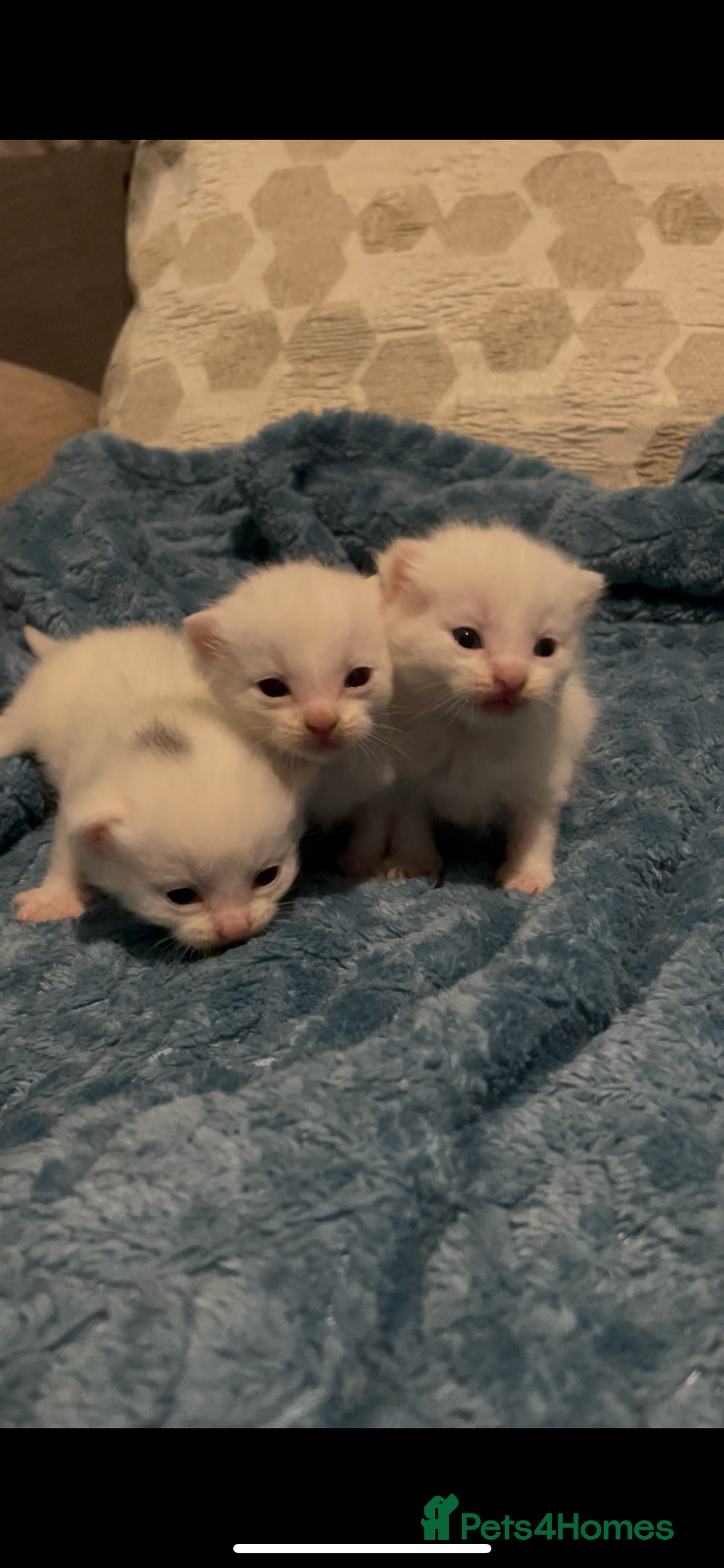 Domestic Shorthair cats for sale: Kittens ready to reserve  - Image 1