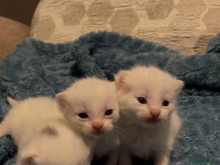 Domestic Shorthair cats - Advert 3