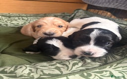 Cockapoo dogs for sale: Unique Cockapoo Puppies - Image 10