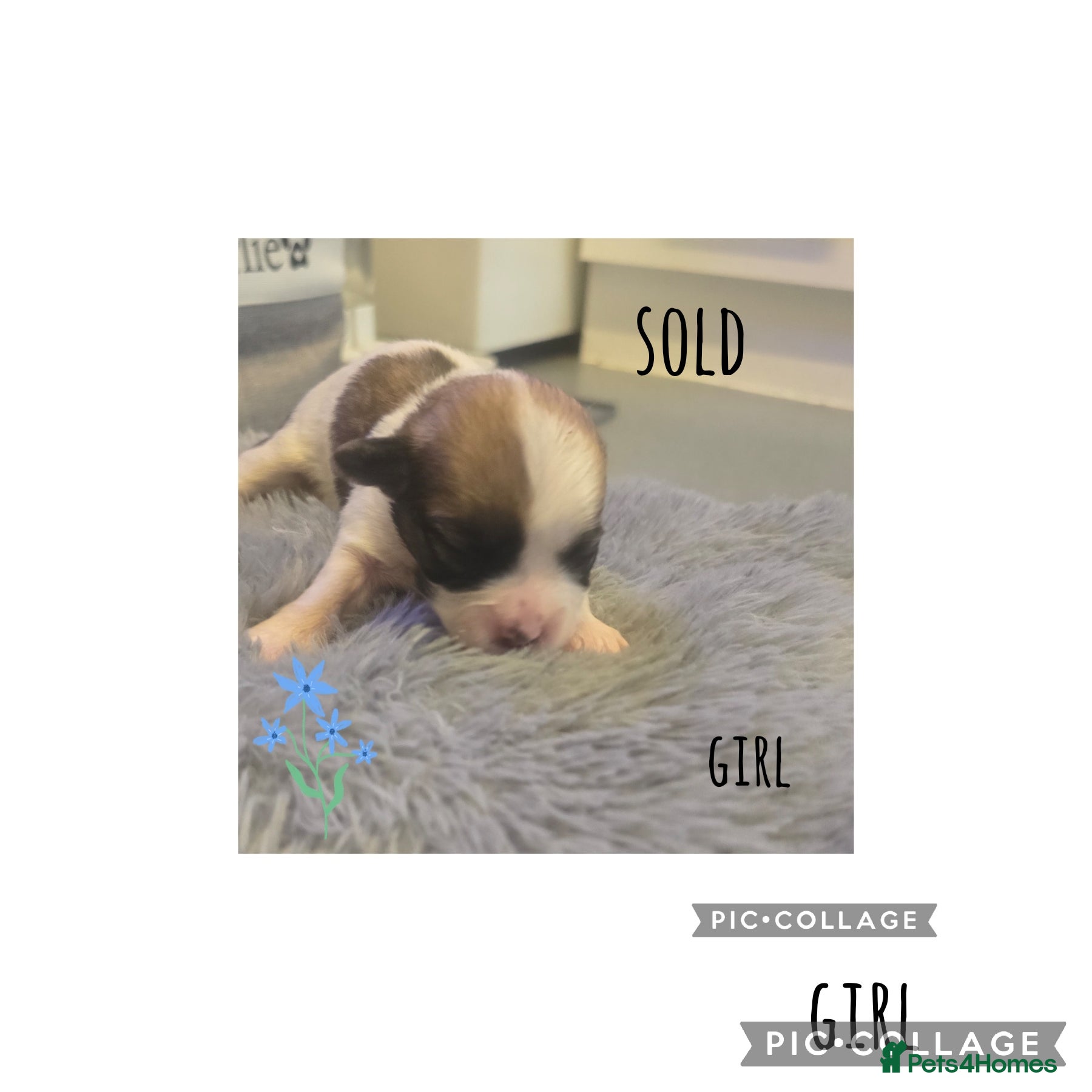 Mixed Breed dogs Puppys - Advert 4