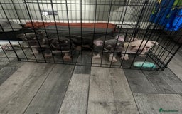 French Bulldog dogs for sale: Beautiful French Bulldog litter  - Image 9
