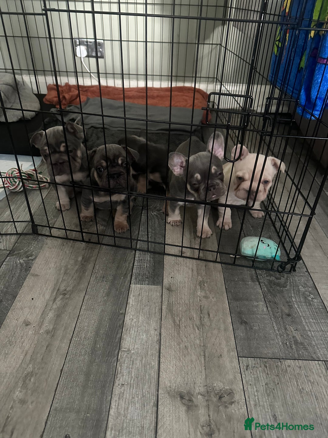 French Bulldog dogs for sale: Beautiful French Bulldog litter  - Image 9
