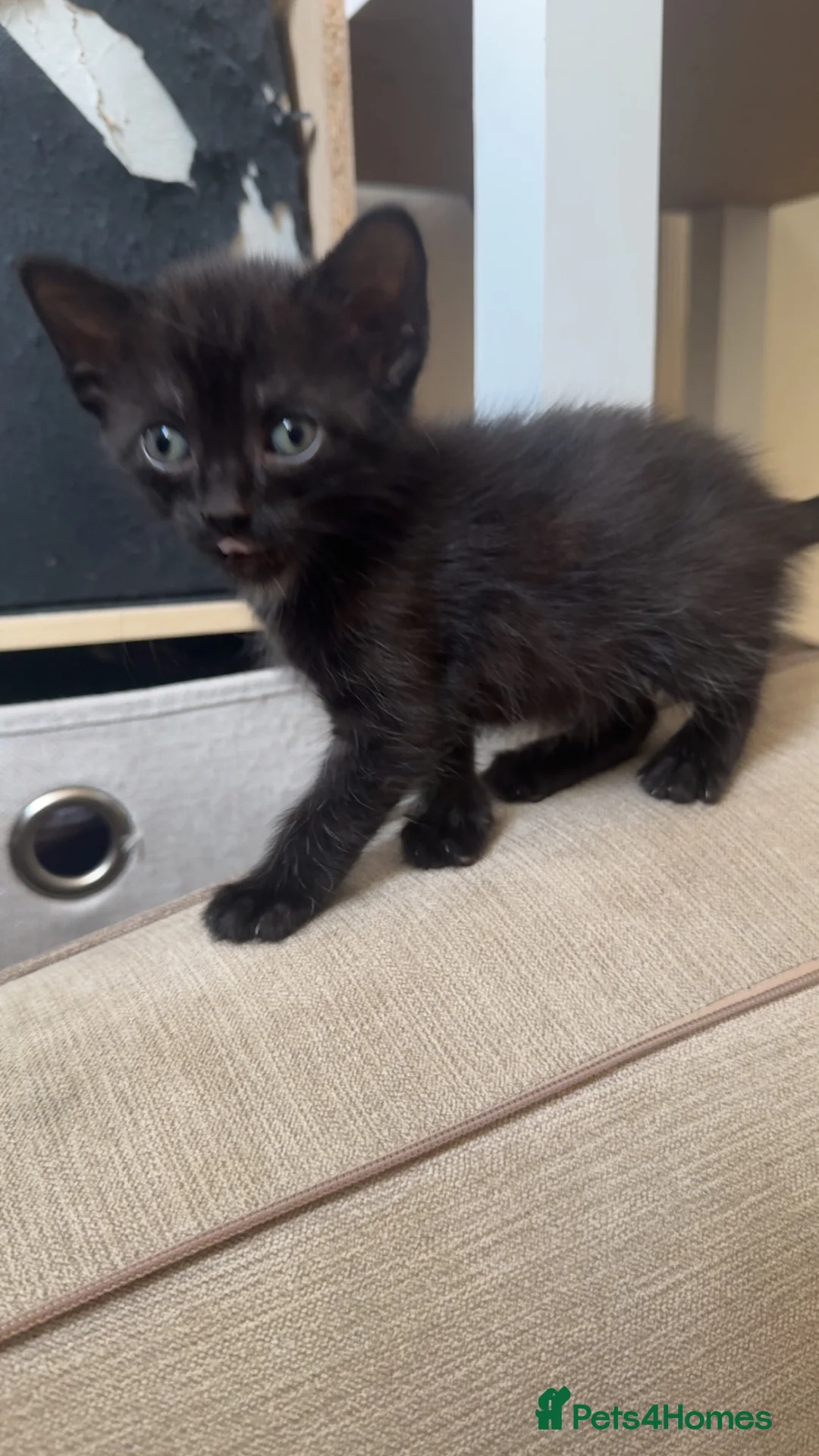 Mixed Breed cats for sale: Kittens  - Advert 4