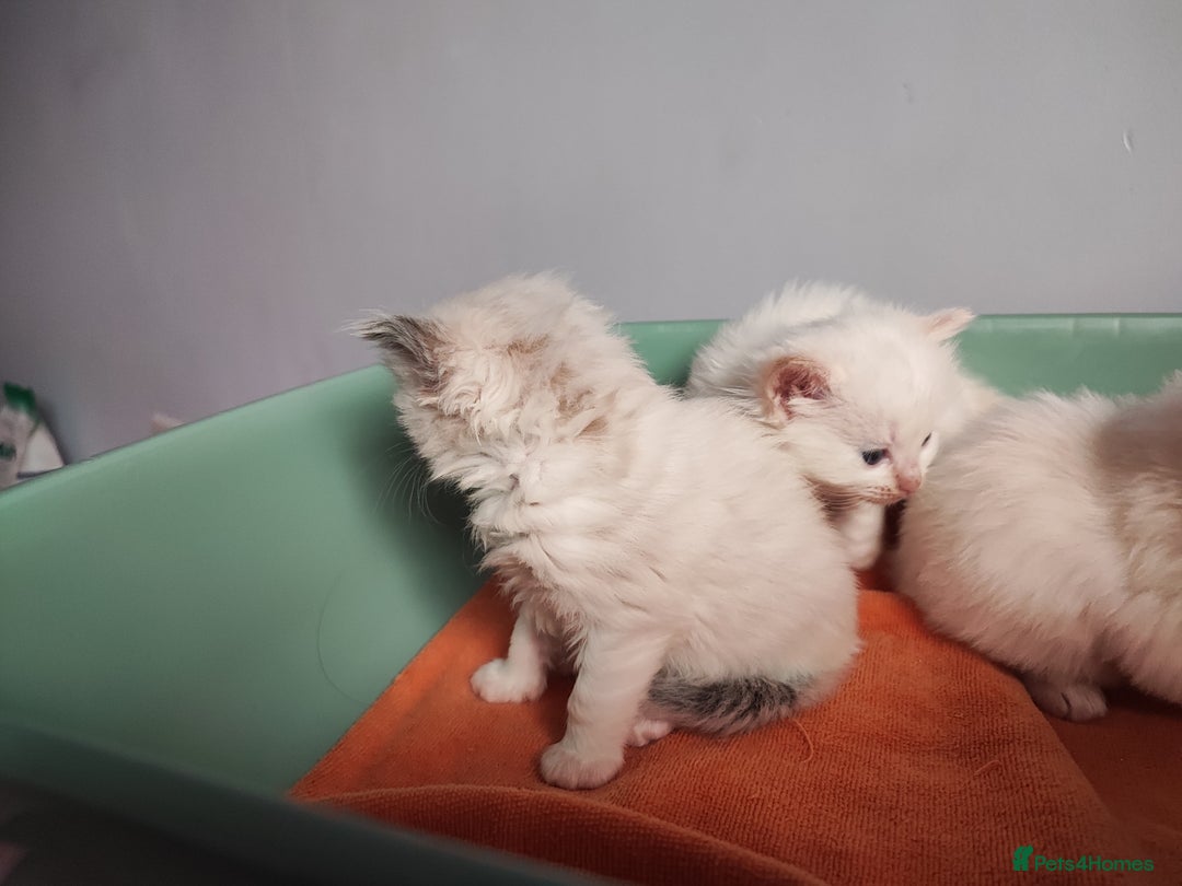 Ragdoll cats for sale: Beautiful ragdolls  - Image 10