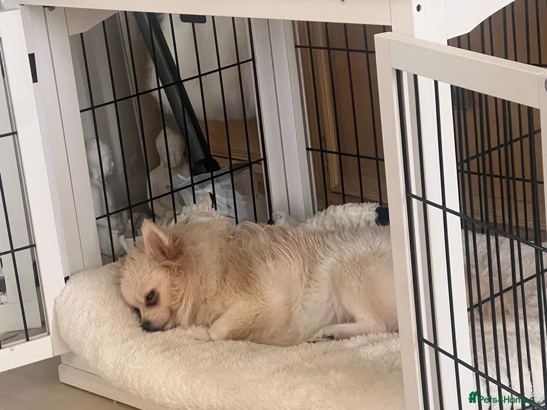 Pomeranian dogs for sale: 6 Year Old Female Pomeranian for sale in Hounslow - Advert 2