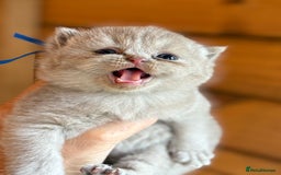 British Shorthair cats for sale: British Shorthair Kittens - Image 14