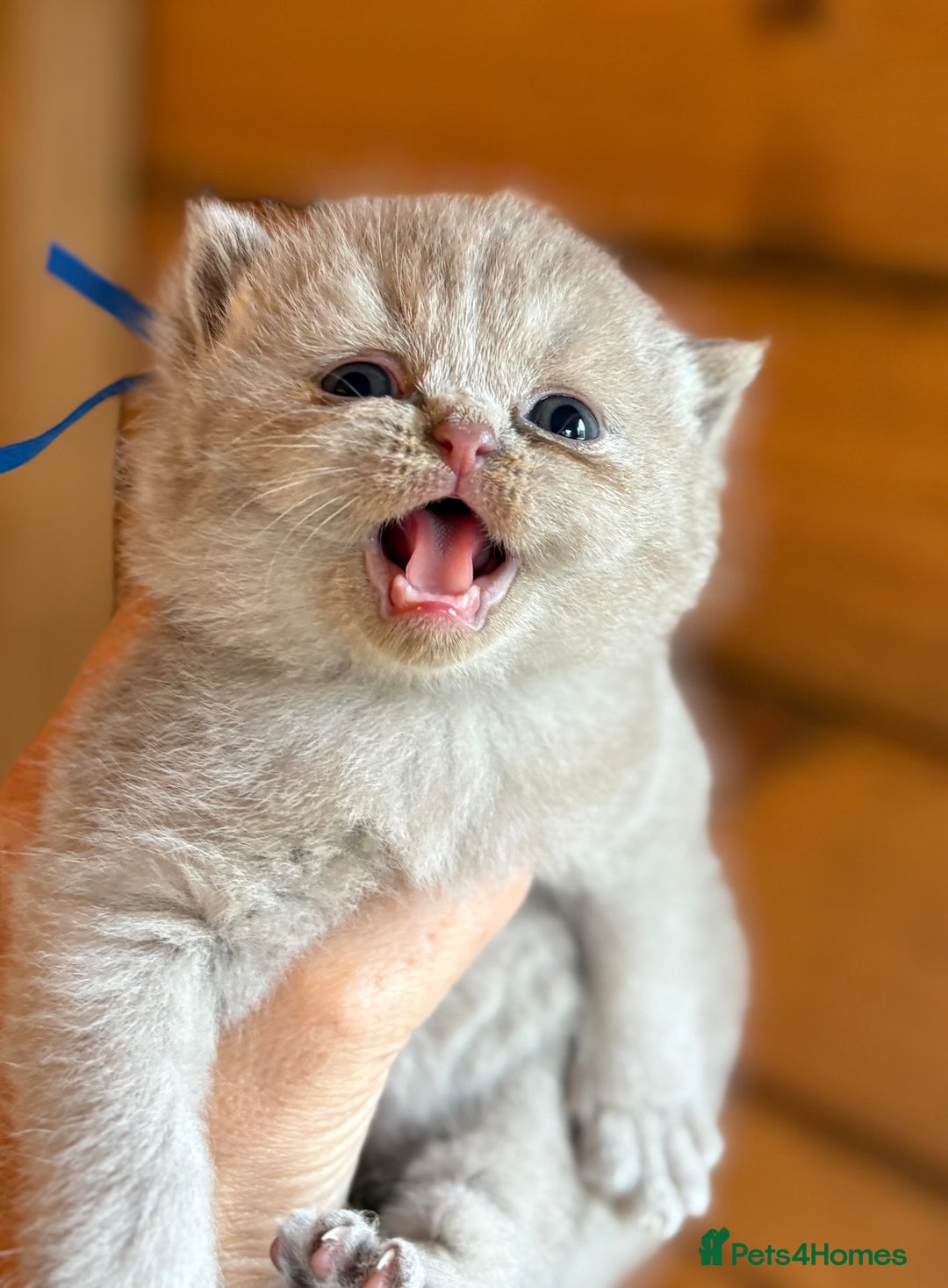 British Shorthair cats for sale: British Shorthair Kittens - Image 14