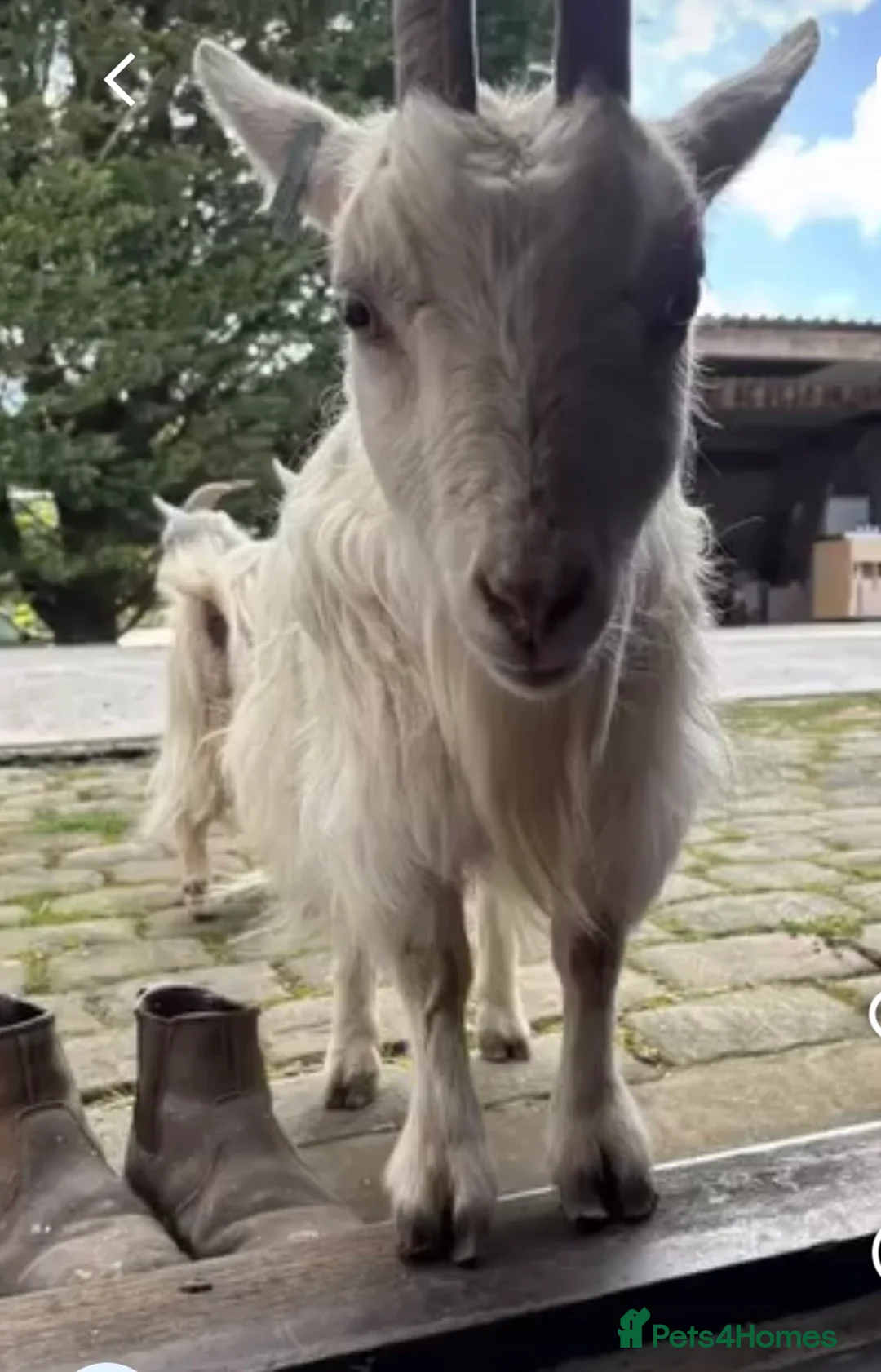 Goats livestock for sale: 3 female Pygmy goats  in Warrington - Advert 2