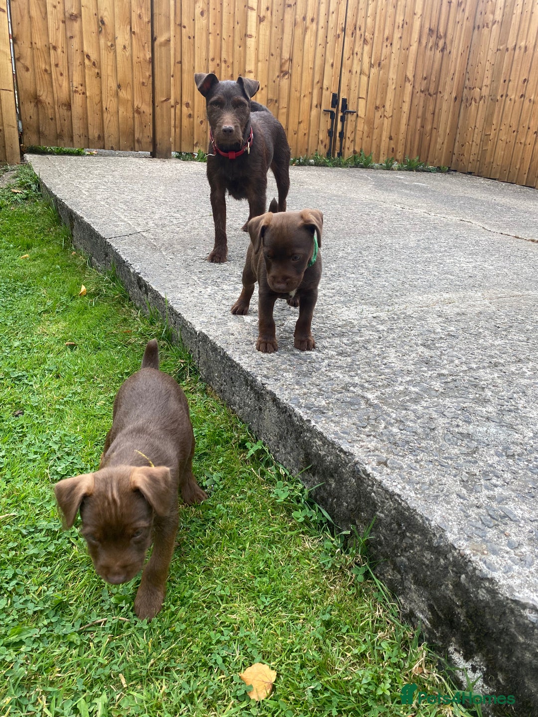Patterdale Terrier dogs for sale: ⭐️PATTERDALE TERRIER PUPPIES  - Image 16
