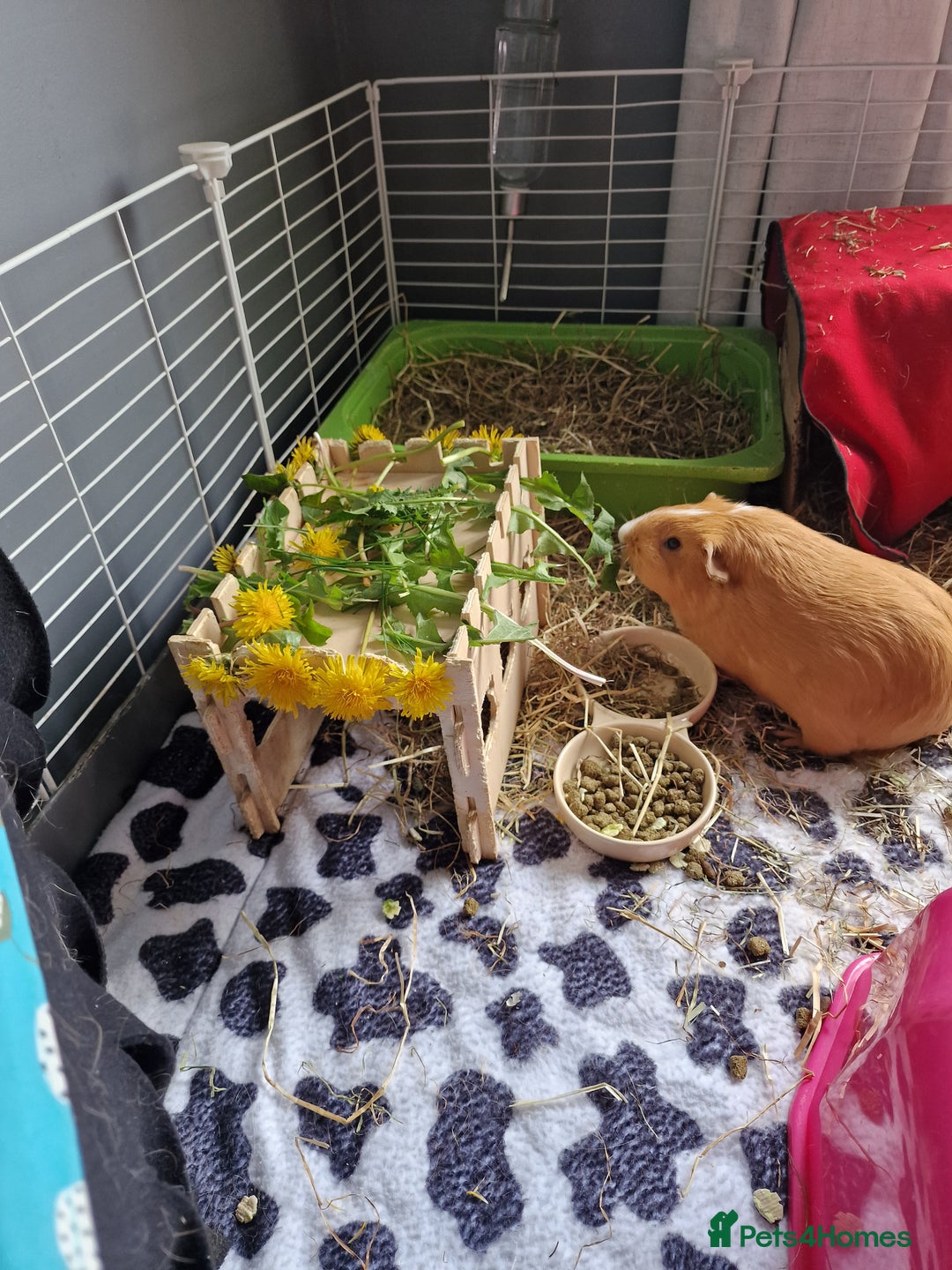Guinea Pig rodents for sale: 2 friendly female guinea pigs with kavee full cage - Advert 6