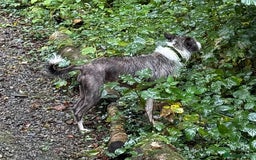Mixed Breed dogs for adoption: FOR ADOPTION - BUBBA – BEAFORD, DEVON  - Image 8