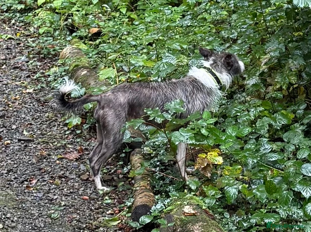 Mixed Breed dogs for adoption: FOR ADOPTION - BUBBA – BEAFORD, DEVON  - Image 8