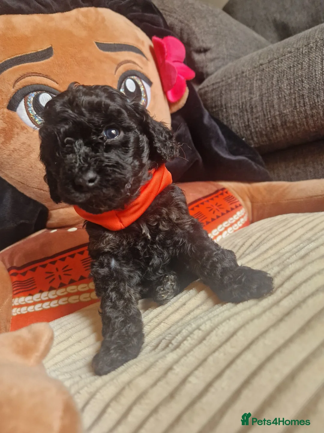 Cockapoo dogs for sale: 🐾💕 BEAUTIFUL COCKAPOOIES  💕🐾 - Advert 2