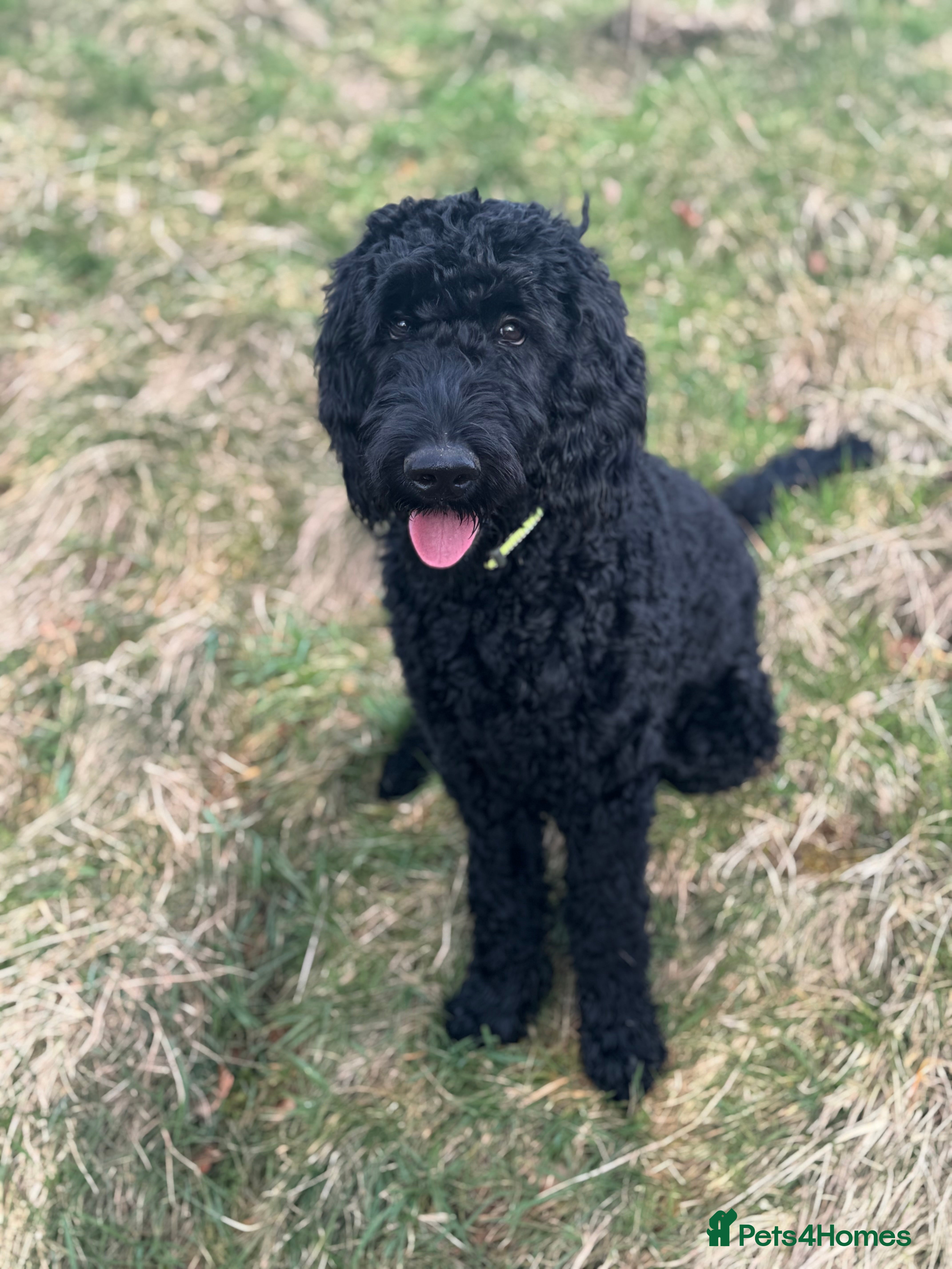 Goldendoodle dogs Golden doodle F1B stunning puppies  - Advert 4