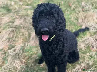 Goldendoodle dogs Golden doodle F1B stunning puppies - Advert 4