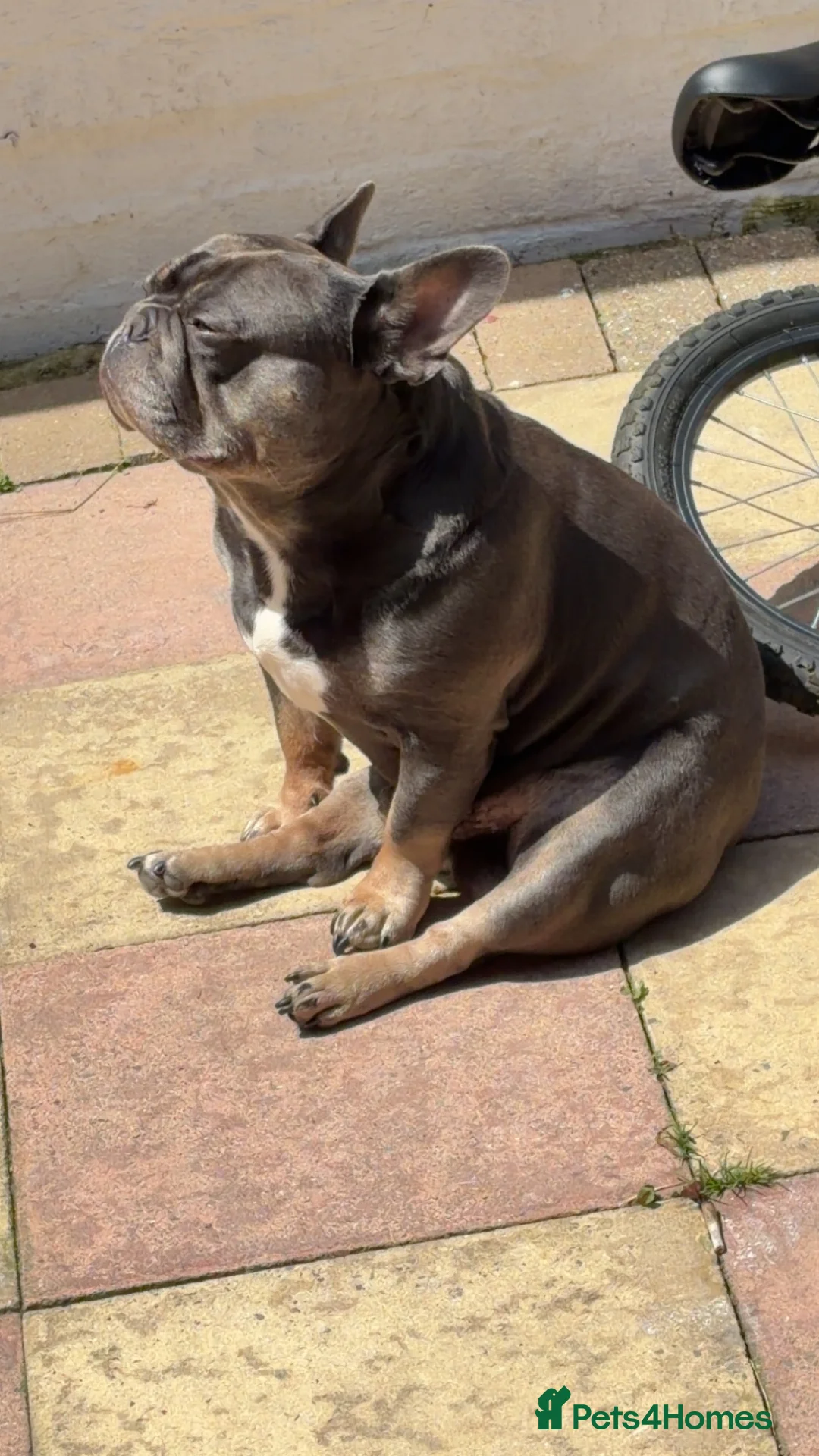French Bulldog dogs for stud: Dexter - French bulldog (pedigree) in Brighton - Advert 2