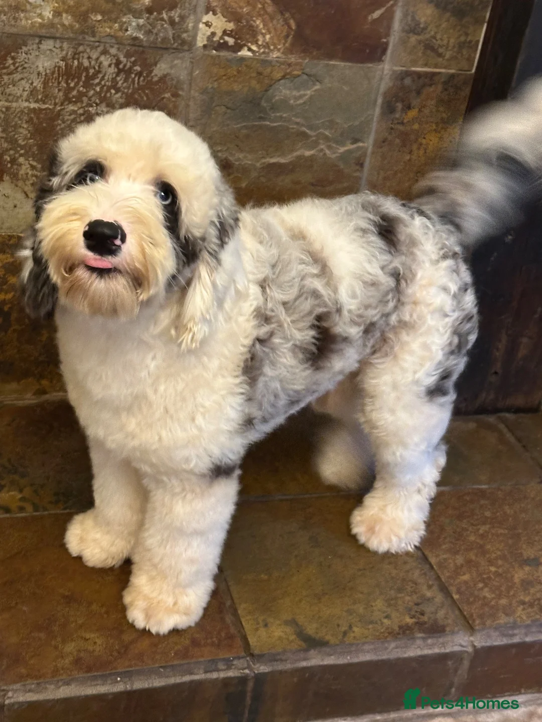 Old English Sheepdog dogs for stud: Unique midi sheepadoodle hybrid stud  - Advert 2