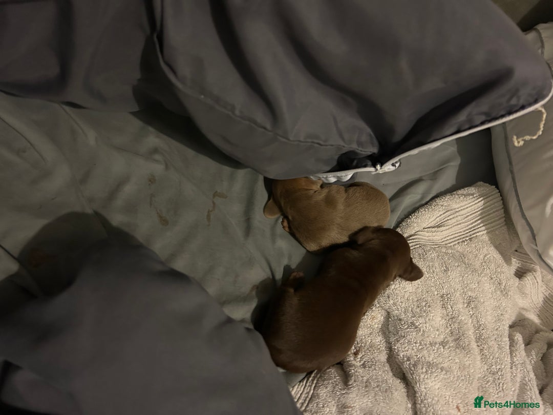 Dachshund dogs for sale: Mini daushound pups 3 available 2 boys and 1 girl - Advert 5