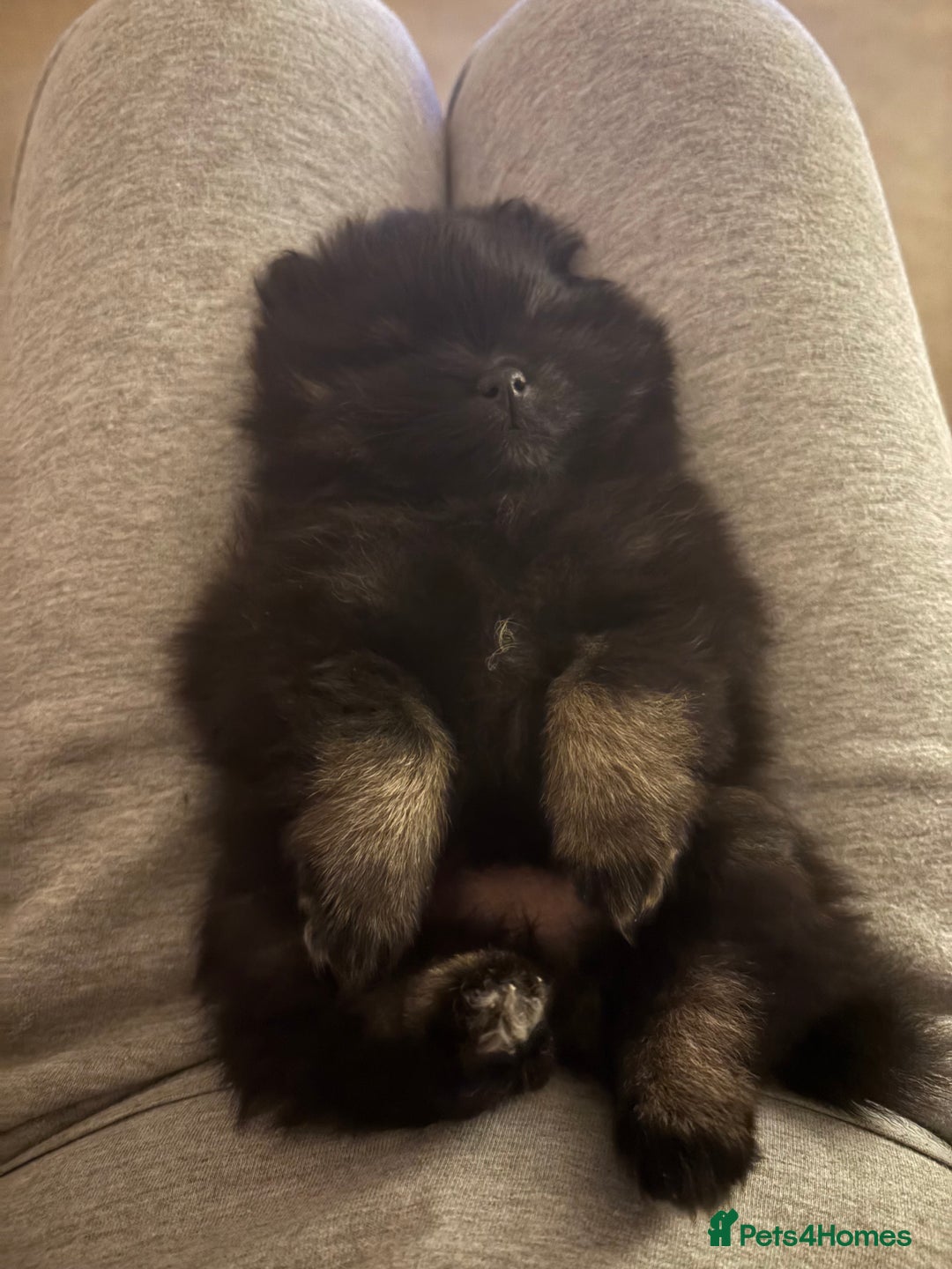 Pomeranian dogs for sale: Tiny Female Black Pomeranian Puppy  - Advert 15