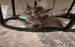 Maine Coon cats for sale: 4 beautiful maine coon babies - Image 6