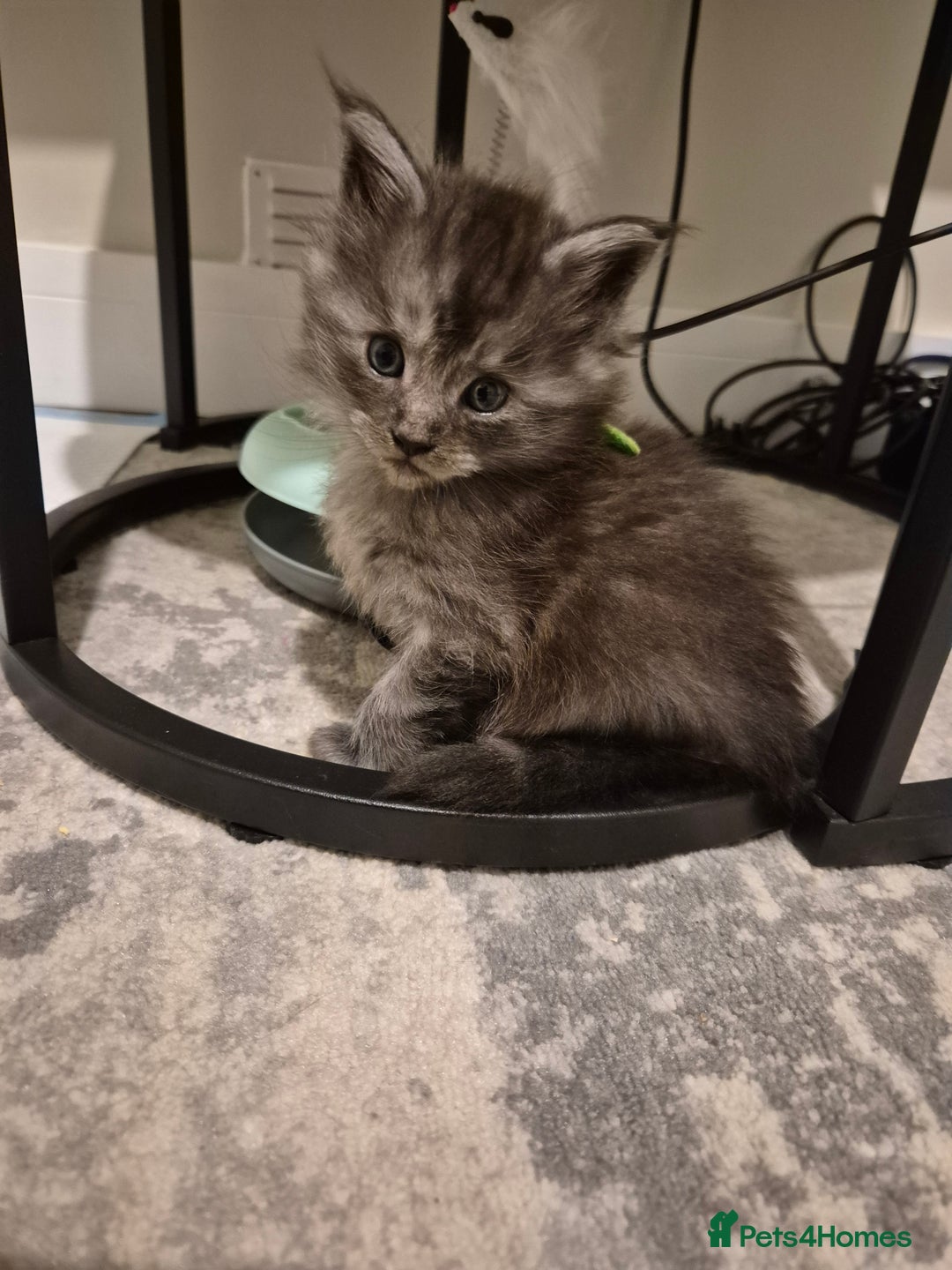 Maine Coon cats for sale: 4 beautiful maine coon babies - Image 6