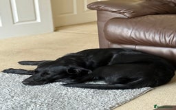 Labrador Retriever dogs for sale: 10 month Black Lab - Image 2