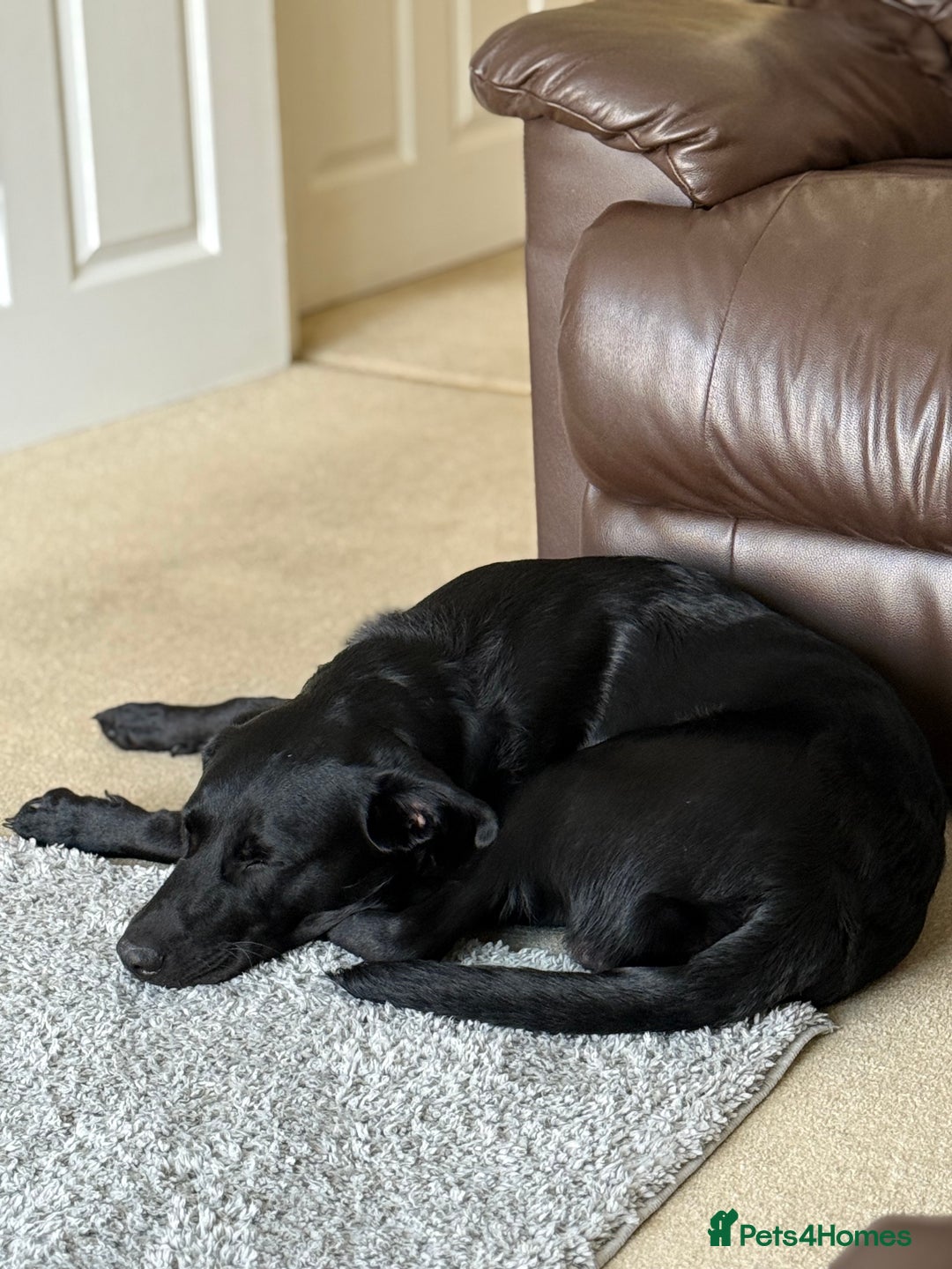 Labrador Retriever dogs for sale: 10 month Black Lab - Image 2