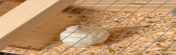 Quail poultry for sale: White and grey Button quails - Advert 4