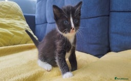 Ragdoll cats for sale: Half Ragdoll - one boy and four girls - Image 5