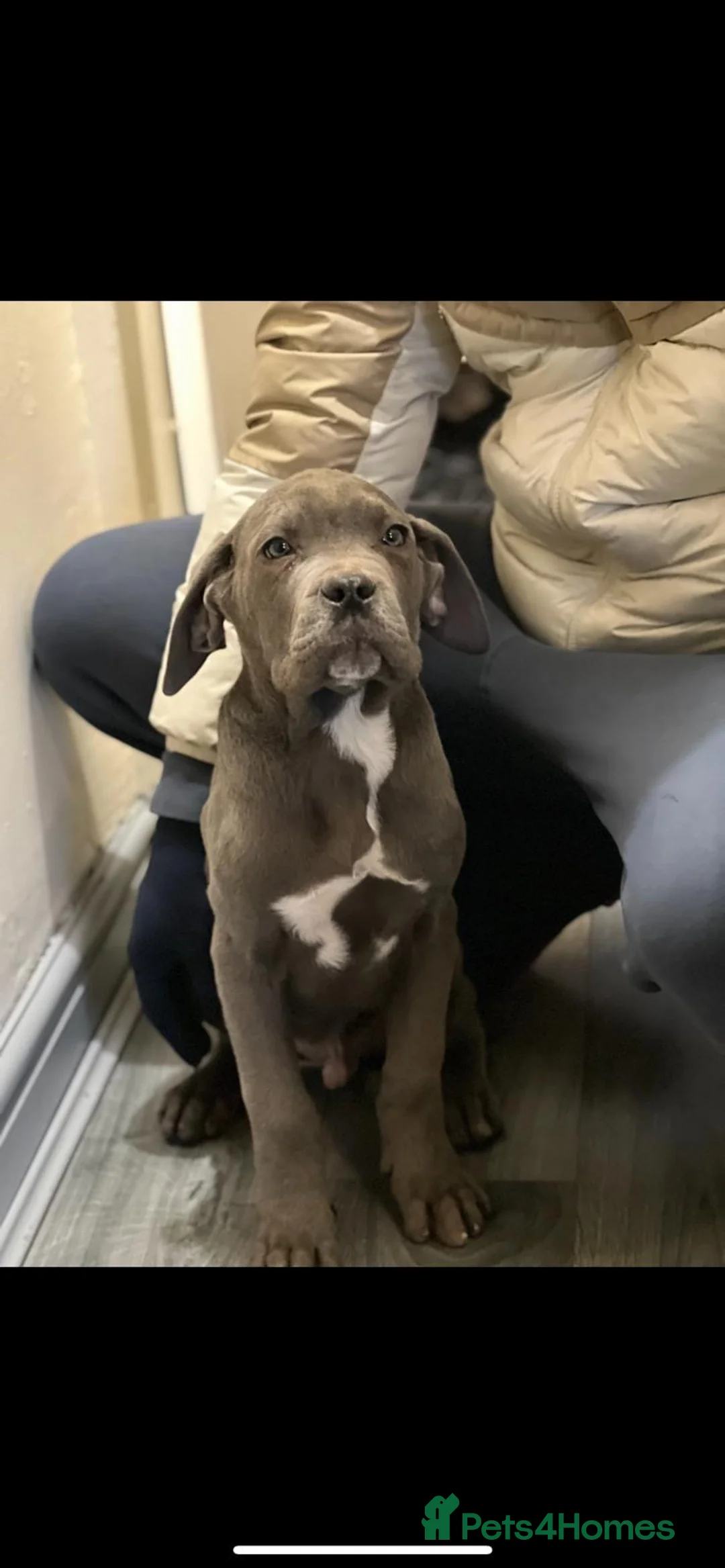 Cane Corso dogs for sale: CANE CORSO - Advert 3