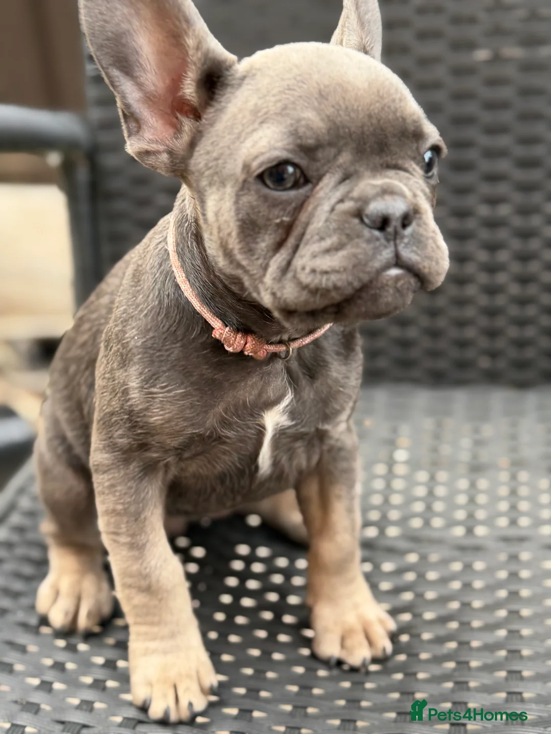 French Bulldog dogs for sale: (REDUCED READY NOW) french bulldog puppies - Advert 2